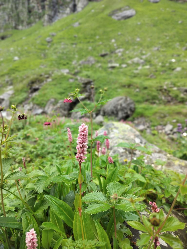 whatsapp image 2025 07 25 at 3.31.11 pm